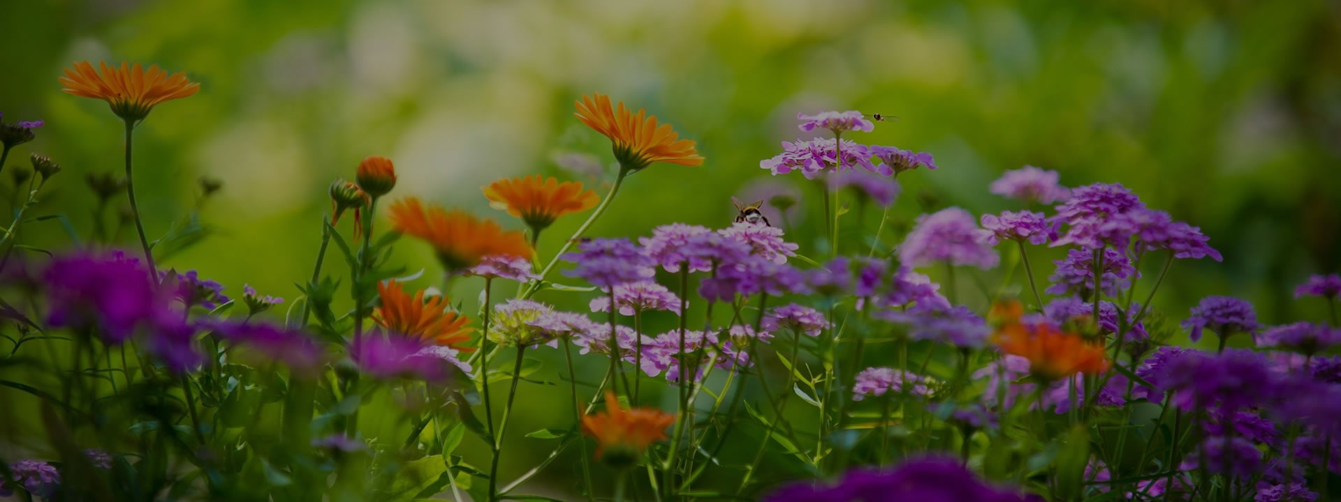 <h2>Esperti di floricultura dal 1936</h2><p>Vivai Abagian, Dove ogni giardino trova la sua perfezione</p>