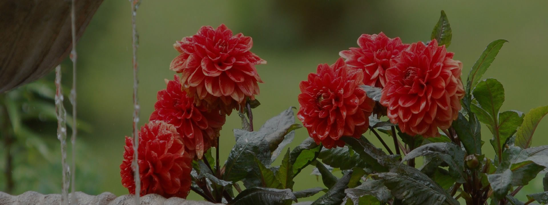 <h2>Vivai Abagian - Il futuro del verde</h2><p>Competenza, evoluzione continua e attenzione all’ambiente</p>